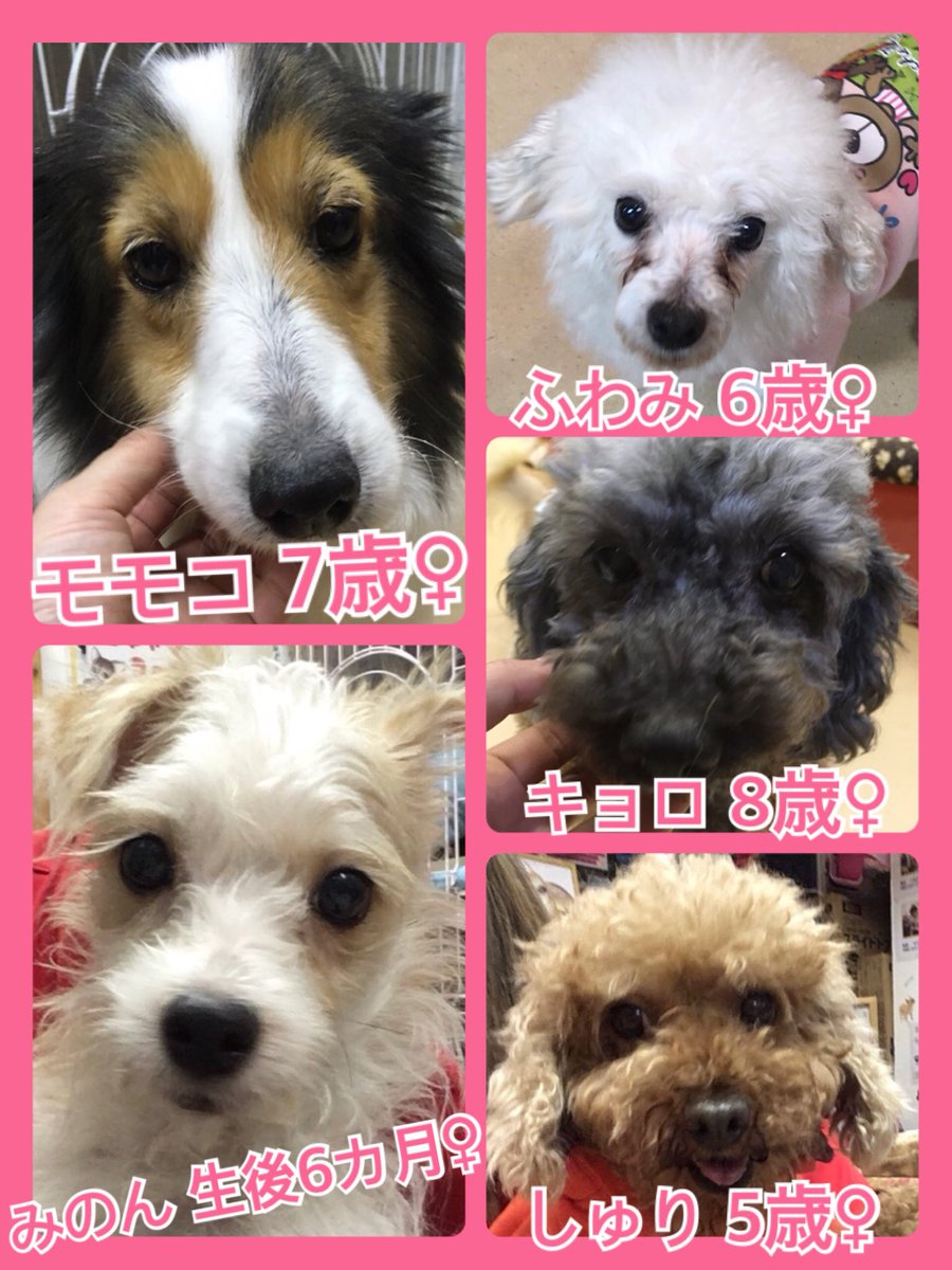 🐾今日の里親様募集中ワンコ🐶メンバーです🐾2018,12,28